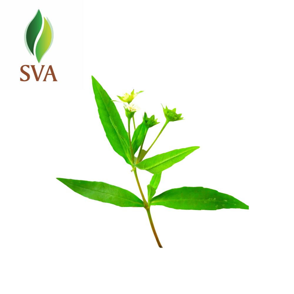bhringraj plant SVA Bhringraj Premium Carrier Oil