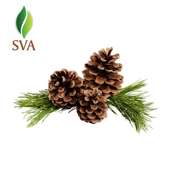 SVA Himalayan Pine Needle Essential Oil