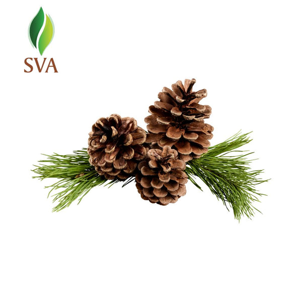 SVA Pine Needle Essential Oil