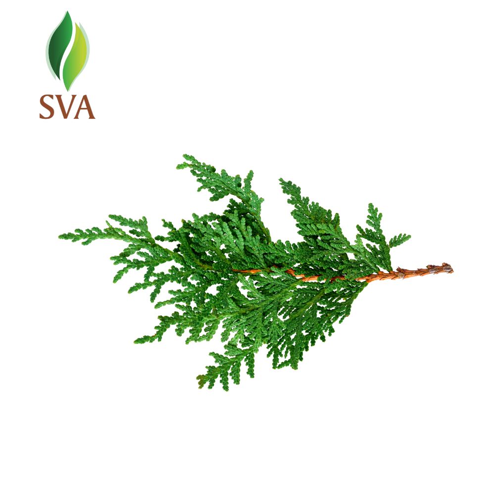 Shop Thuja Essential Oil for Diffuser & Aromatherapy – SVA Organics
