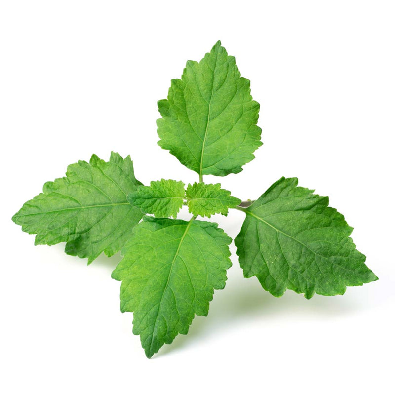 Patchouli (Dark) Essential Oil