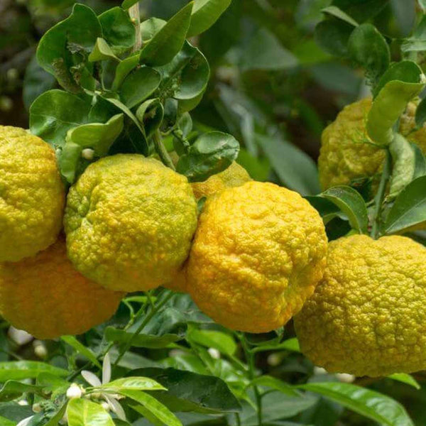 Bergamot Essential Oil, ORGANIC
