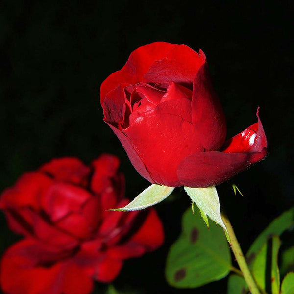 Rose Floral Water