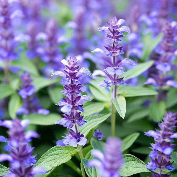 Hyssop Essential Oil