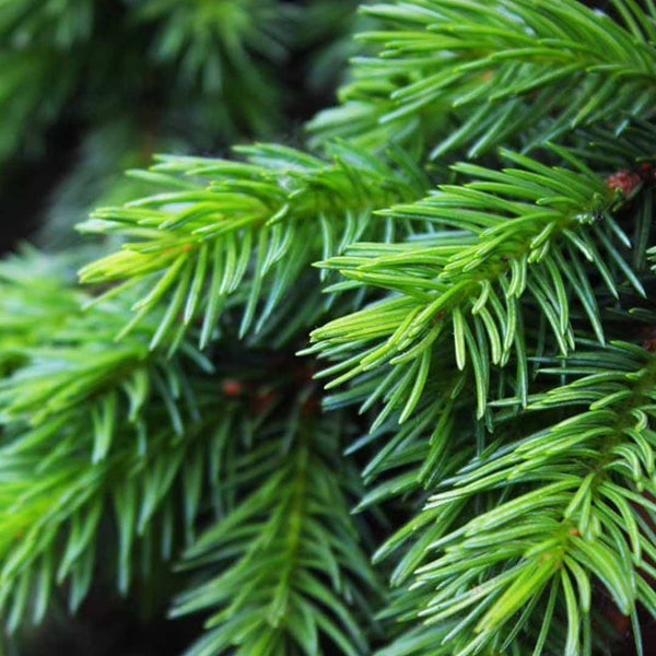 Siberian Fir Needle Essential Oil