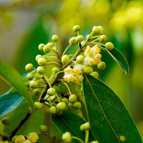 Litsea Cubeba May Chang Essential Oil