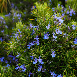 Rosemary Essential Oil, ORGANIC