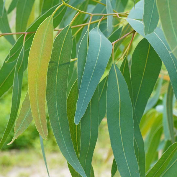 Eucalyptus Globulus Essential Oil, ORGANIC