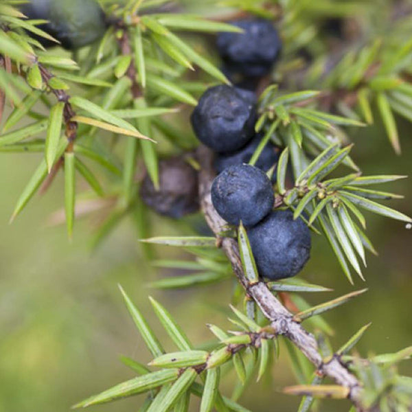 Juniper Berry Essential Oil, ORGANIC