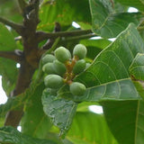 Elemi Essential Oil