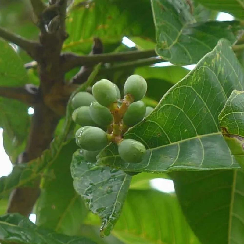 Buy SVA Organics Elemi Essential Oil Online buy-sva-organics-elemi-essential-oil-online