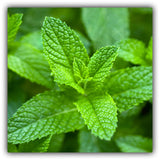 Spearmint Essential Oil, ORGANIC