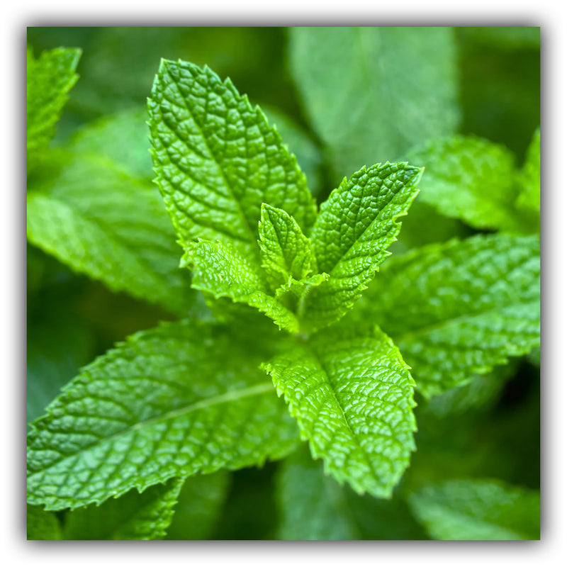 Spearmint Essential Oil, ORGANIC