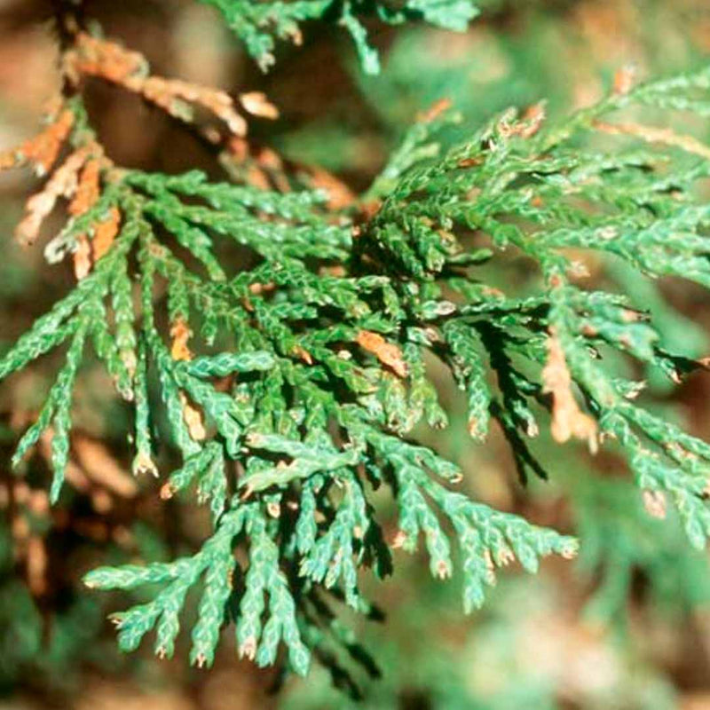 Cedar Leaf Oil