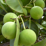 Tamanu Oil Virgin, Unrefined