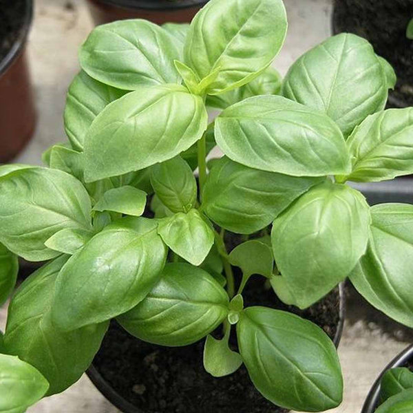 Basil Sweet Essential Oil