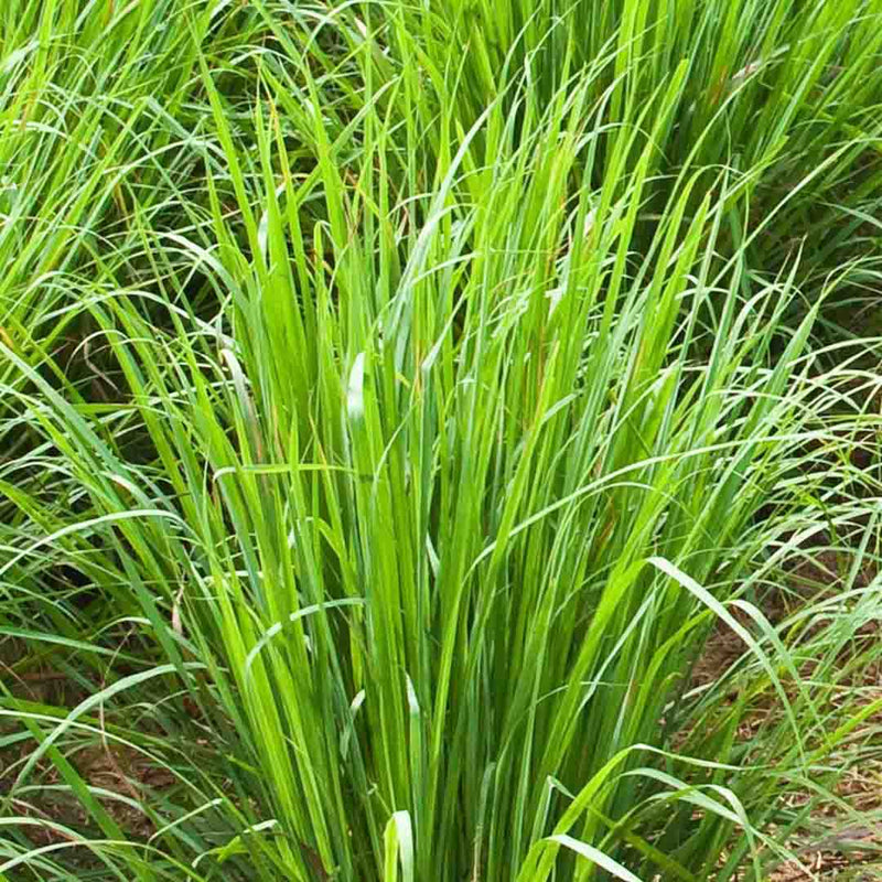 Palmarosa Essential Oil