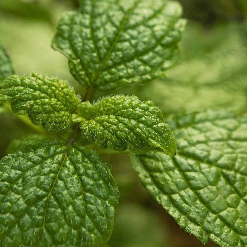 Peppermint Essential Oil, Organic