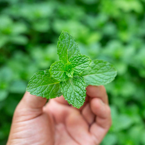 Spearmint Essential Oil