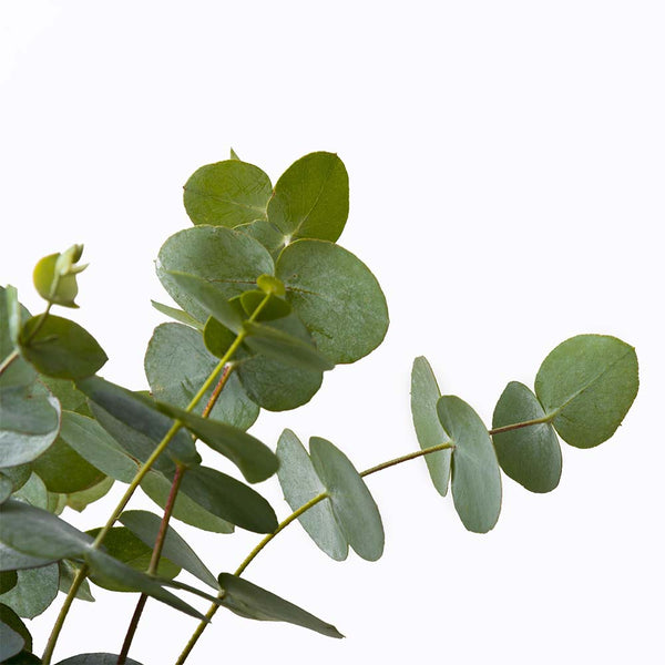 Eucalyptus Globulus Essential Oil