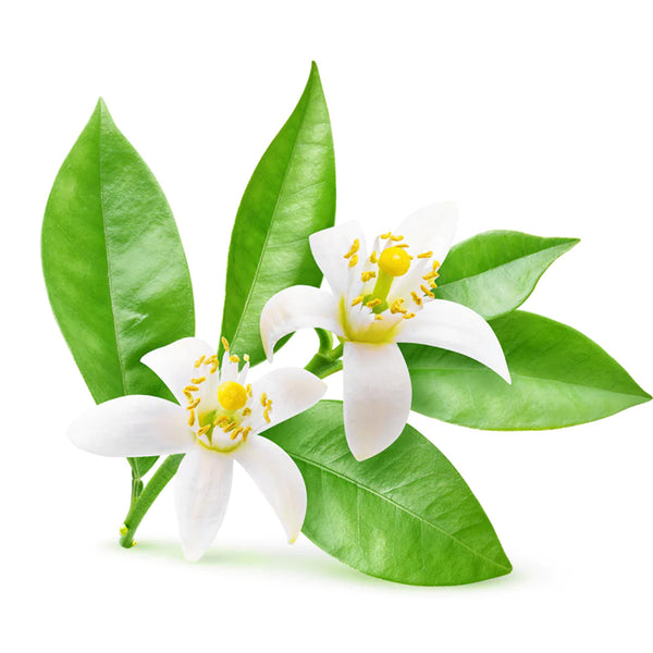 Neroli Essential Oil