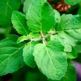 Tulsi Holy Basil Essential Oil, Organic