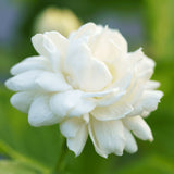 Jasmine Sambac Absolute