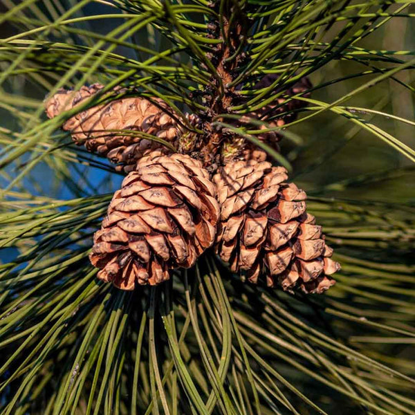 Pine Needle Essential Oil Organic