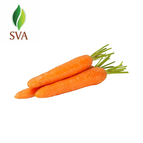 SVA Carrot Seed Carrier Oil