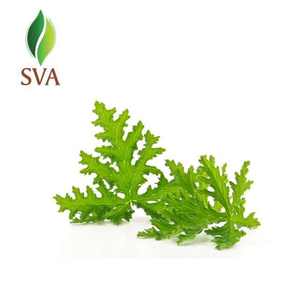 SVA Citronella Essential Oil CERTIFIED ORGANIC