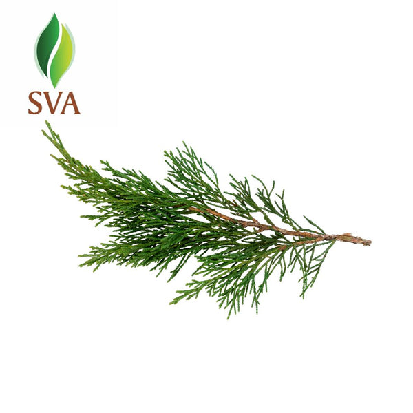 SVA Cypress Essential Oil