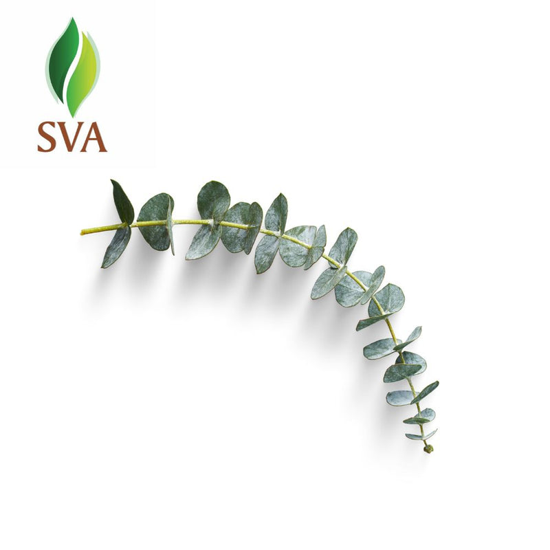 SVA Eucalyptus Essential Oil CERTIFIED ORGANIC