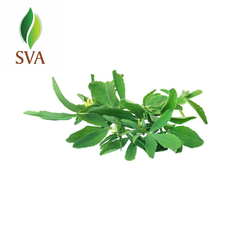 SVA Fenugreek Carrier Oil