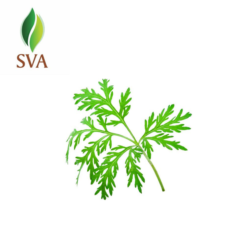 SVA Himalayan Artemisia Essential Oil