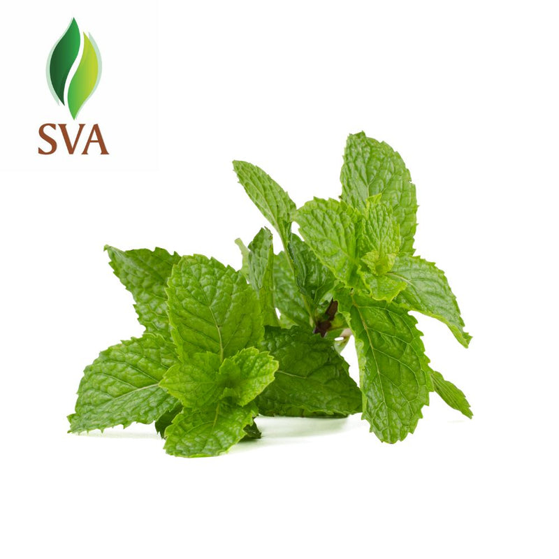 Peppermint/Mentha Arvensis Essential Oil