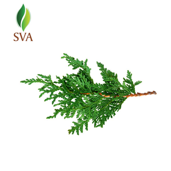 Shop Thuja Essential Oil for Diffuser & Aromatherapy – SVA Organics